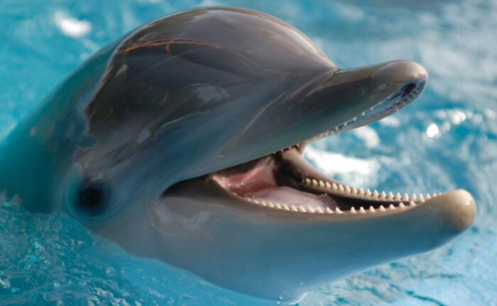 El cambio climático esta matando los delfines