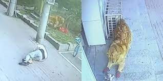 Cat falls from sky and knocks elderly man in China unconscious, leaving him  hospitalised for 23 days - The Online Citizen Asia