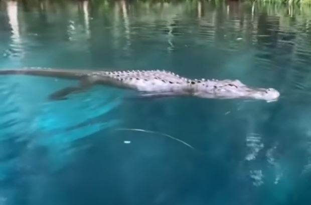 VIRAL: Anciana graba cómo un caimán la persigue en medio de un lago