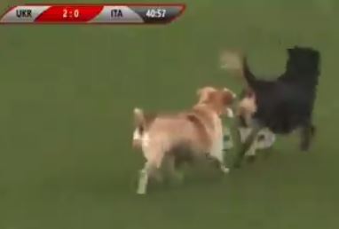 En pleno partido, dos perros y un caballo entran al campo (VIDEO)  