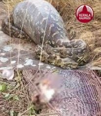 Serpiente devoró una vaca entera y su estómago explotó (VIDEO)  