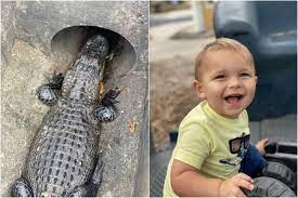 Toddler Spots Huge Alligator in Sewer Outside Florida Restaurant, Calls It  a 'Turtle' - News7h