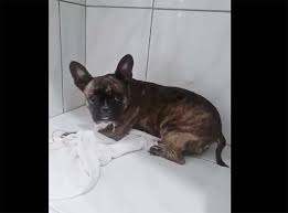 Brasil: Salvan a un perro que agonizaba dentro de vehículo cerrado
