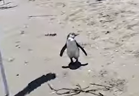 ¿Cómo llegó? Pingüino aparece en plena playa (VIDEO)