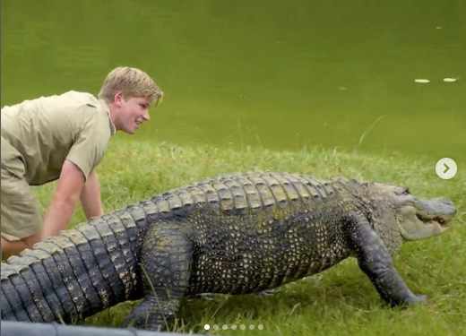 Momento en que hijo de cazador de cocodrilos casi es ataco por un caimán 
