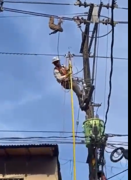 Impresionante manera en la que rescatan a perezoso que colgaba de un cable de energía 