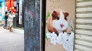 Hong Kong to cull hamsters after possible human COVID transmission - Nikkei  Asia