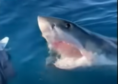 Tiburón rodea a familia e intenta atacarlos (VIDEO)