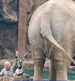 Elefanta alerta de inmediato al ver que un antílope cayó a una pileta 