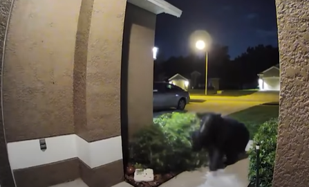 Pareja huye junto a su perro de un oso (VIDEO) 