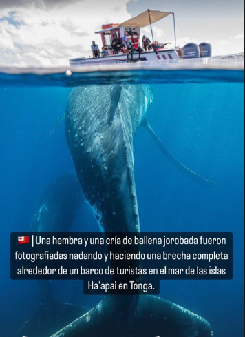 El increíble avistamiento de ballenas captado por turistas