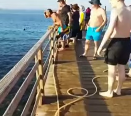 Tiburón ataca a mujeres y mueren en el Mar Rojo (VIDEO)