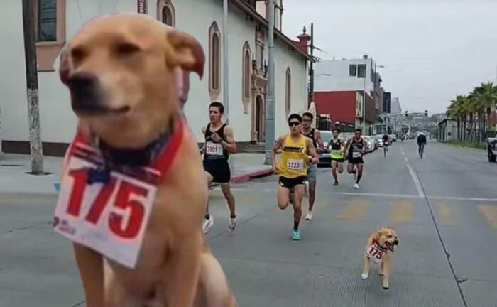 perro corre maratón
