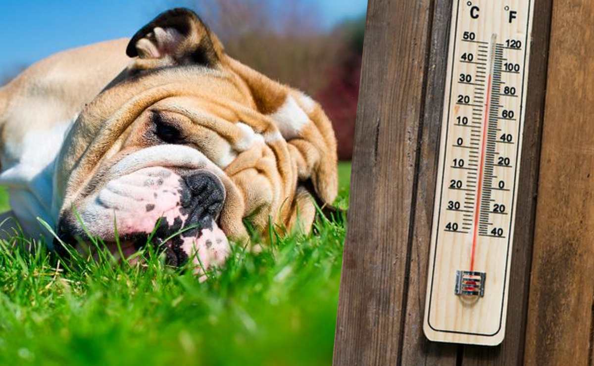 Golpe de calor en perros