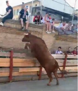 Toro salta valla y ataca durante espectáculo