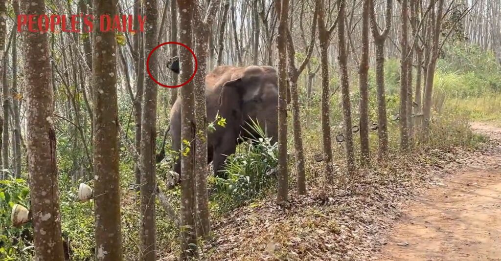 Un elefante en China descubrió una mochila con opio y alertó a la policía.