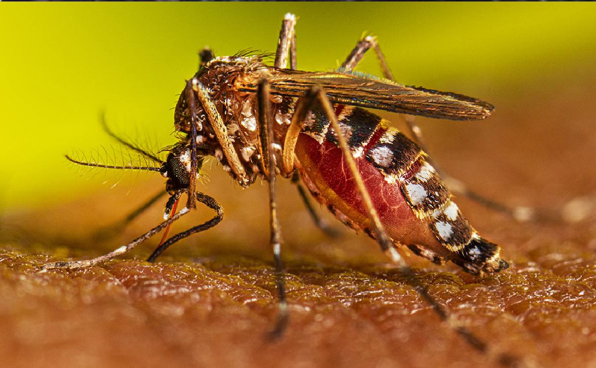 Se-reportan-fallecidos-por-dengue-en-Guatemala-síntomas-y-cómo-prevenirlo