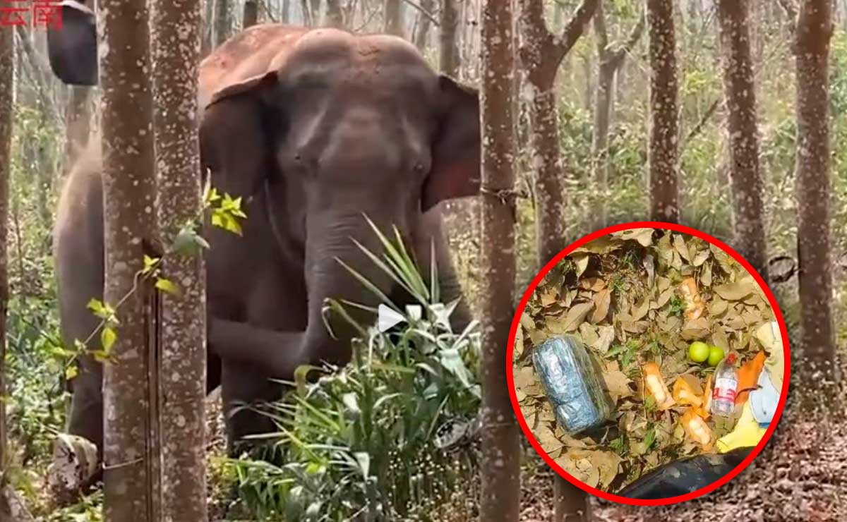Elefante alertó a la policía sobre una carga de opio
