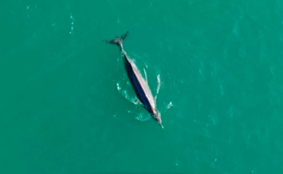¡Un cetáceo! Captan extraño mamífero marino