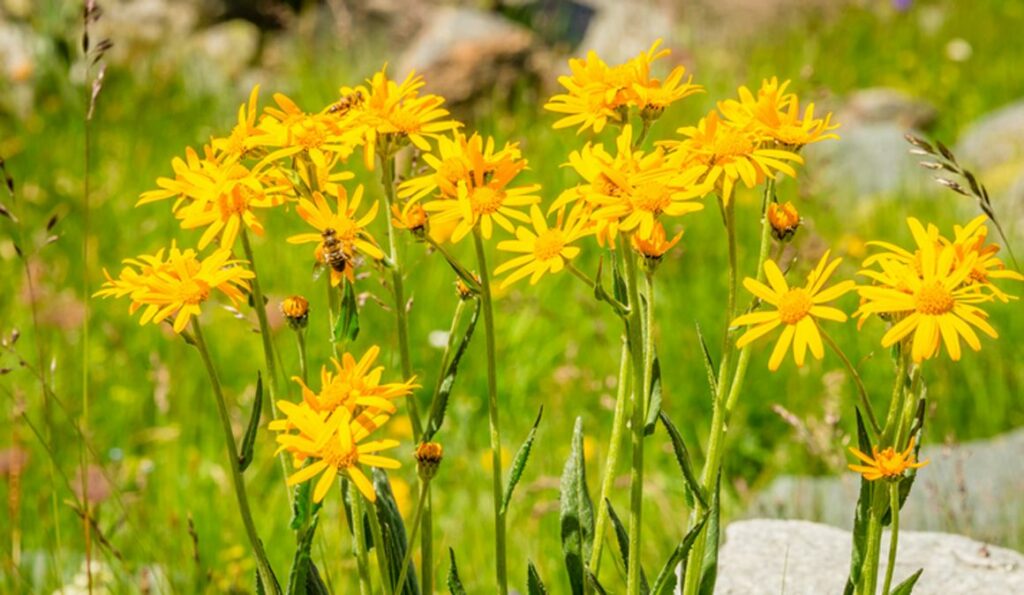 La flor de árnica es utilizada por sus propiedades antiinflamatorias y analgésicas.