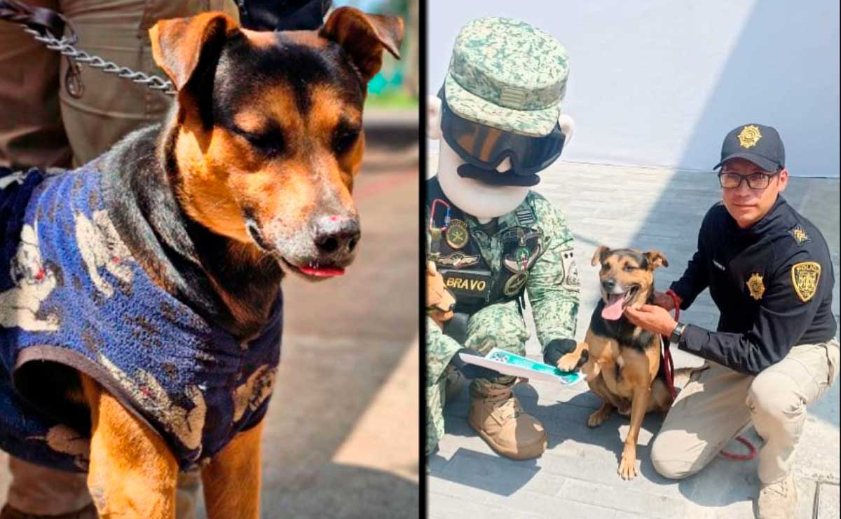 perro-viral-militares-desfile-final-feliz