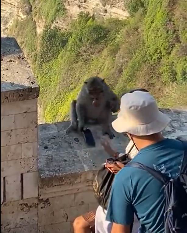 Mono devuelve teléfono tras recibir fruta