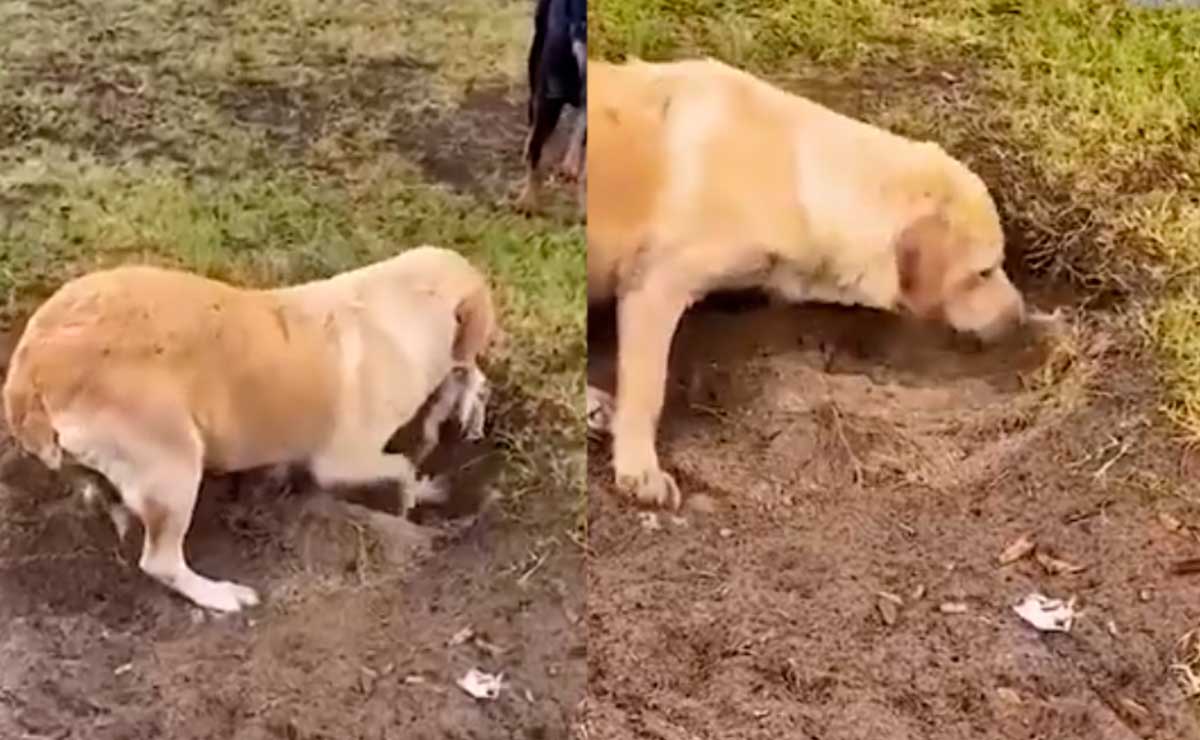 Desgarradora despedida perrita entierra a su cachorro (VIDEO)