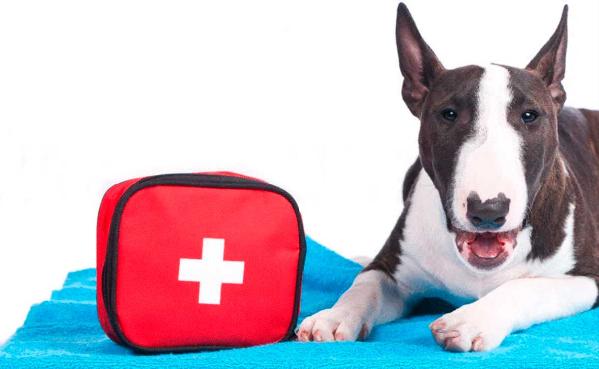 botiquin-primeros-auxilios-para-mascotas