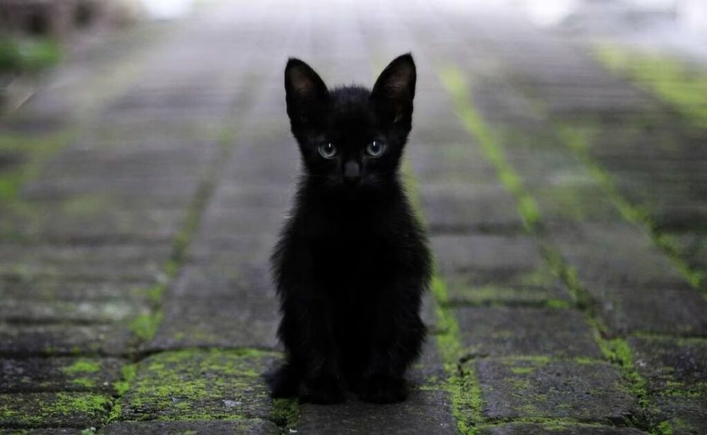 octubre-no-dan-adopcion-gatos-negros