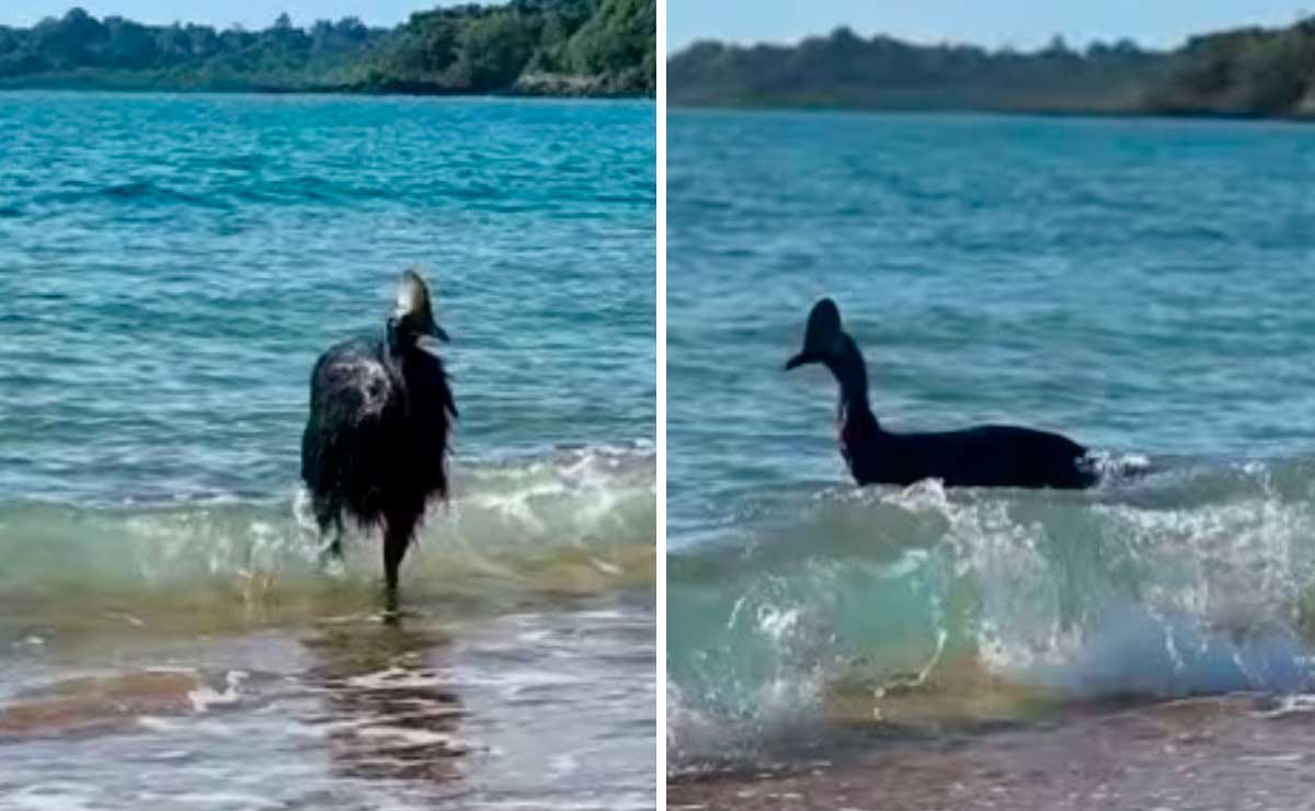 Bañistas se encuentran con el “ave más peligrosa del mundo” y graban todo