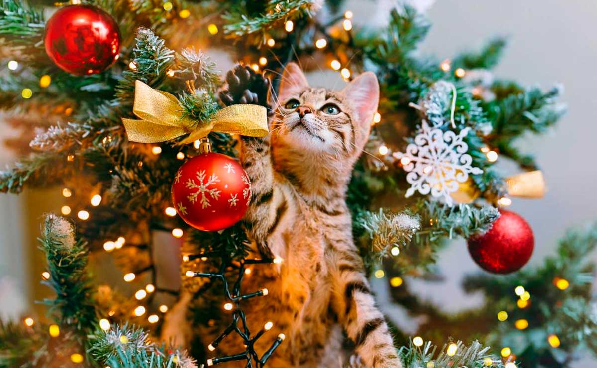 Cómo-evitar-que-mi-gato-dañe-el-árbol-de-Navidad