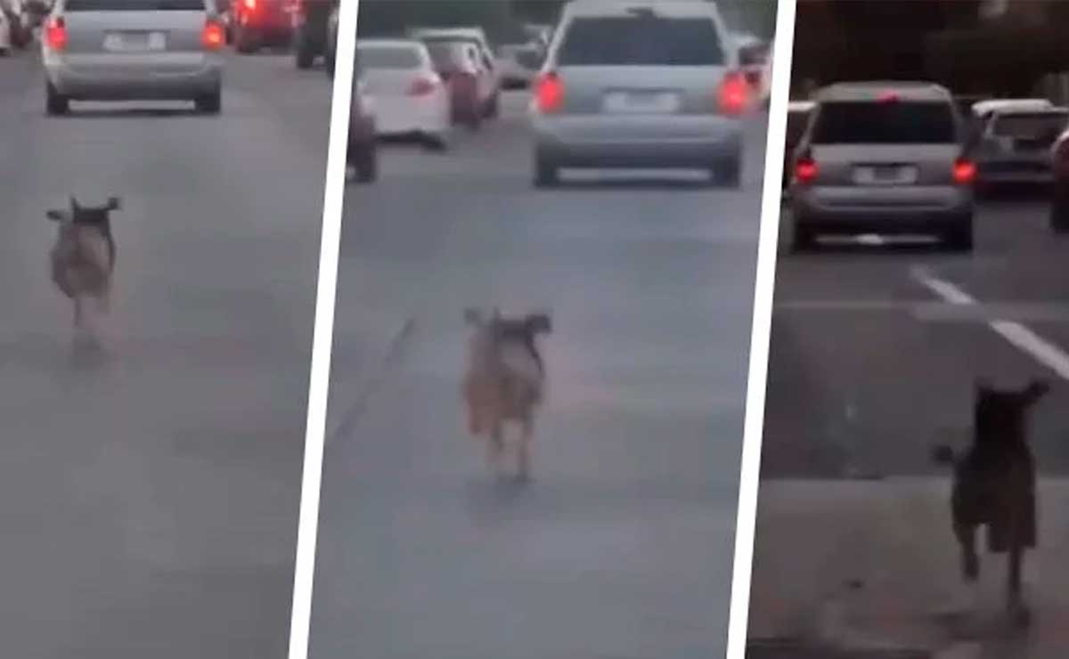 Perrito corre desesperadamente tras camioneta luego de ser abandonado