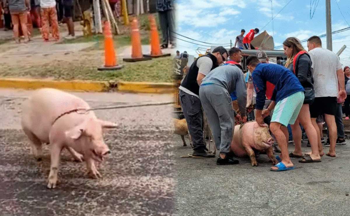 camion-cargado-cerdos-volco-vecinos-llevaron-animales