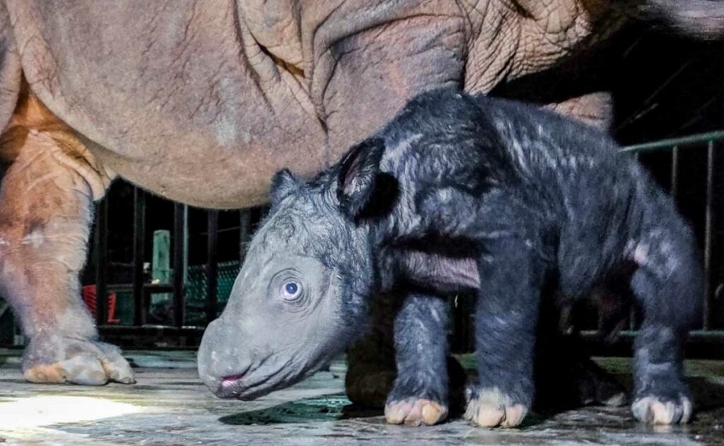 nace-cria-amenazado-rinoceronte-sumatra