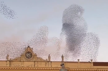 Aves crean peculiares formas en el cielo en Italia (VIDEO)