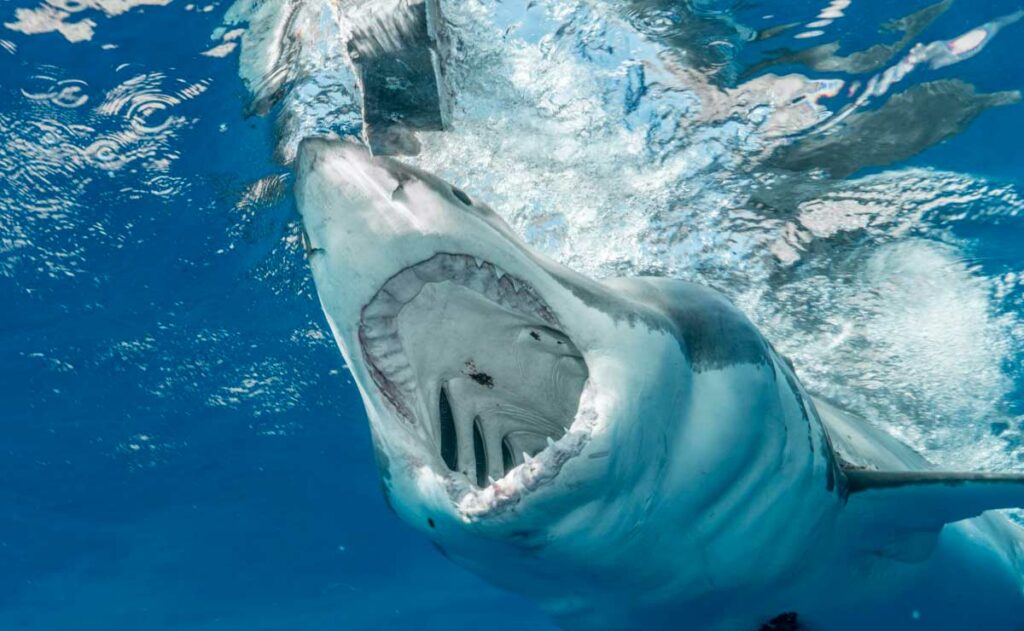 madre-muere-salvando-hijo-ataque-tiburon