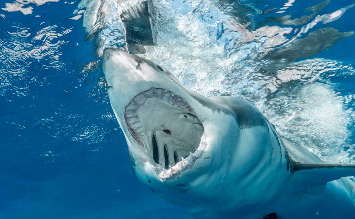 madre-muere-salvando-hijo-ataque-tiburon