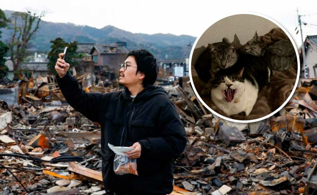 japones-busca-gatos-desaparecieron-terremoto