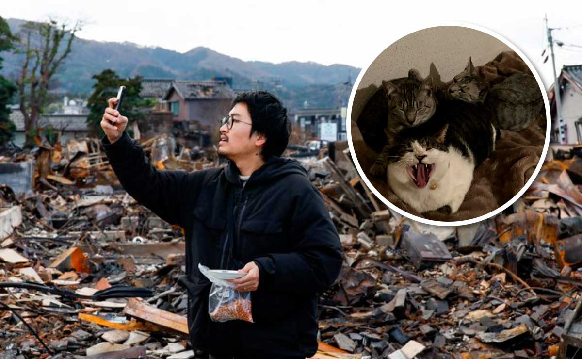 japones-busca-gatos-desaparecieron-terremoto