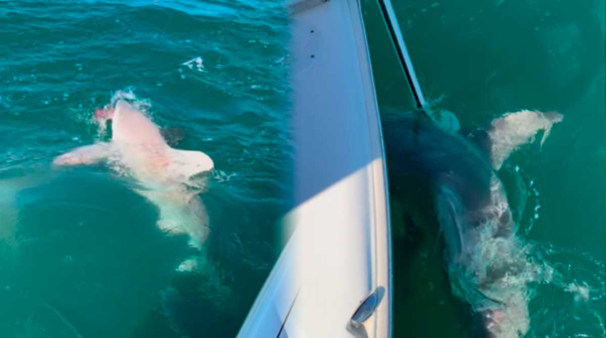 Tiburones atacan un barco pesquero en pleno océano