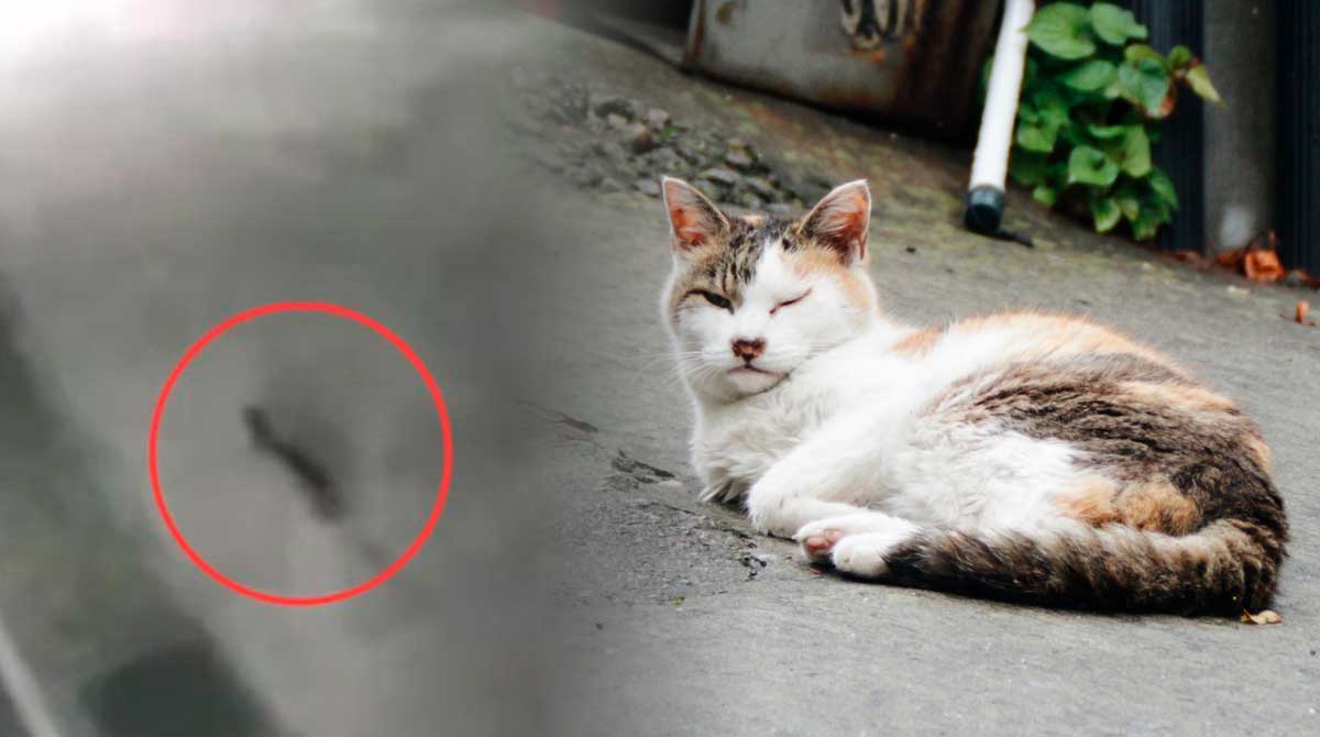 japon-busca-gato-radioactivo-y-pone-en-alerta-a-poblacion