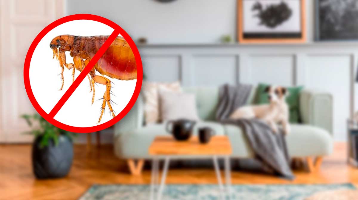 7-formas-efectivas-de-eliminar-las-pulgas-de-tu-hogar