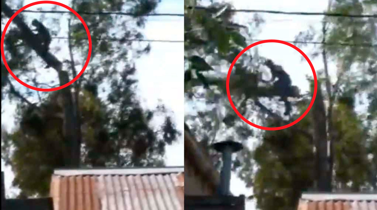 Hombre cayó de más de 10 metros de altura mientras podaba un árbol