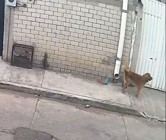 Cruel manera en la que abandonan a perrito queda captada en video  