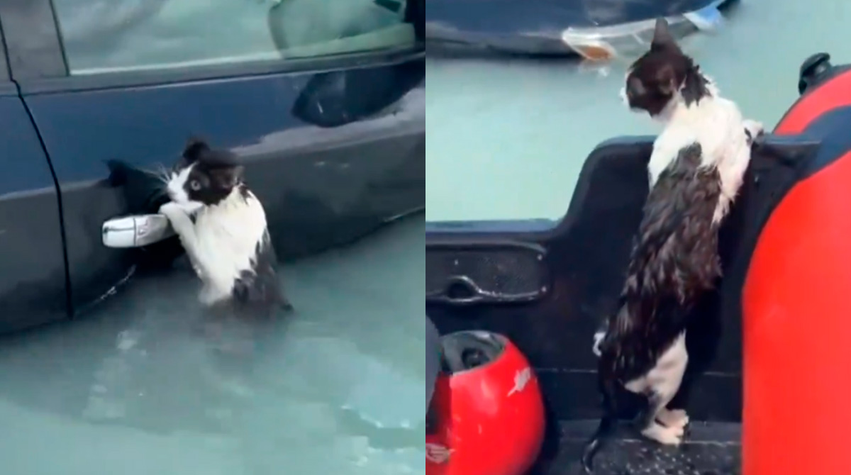 rescatan-gato-se-aferraba-a-la-puerta-de-un-vehiculo-durante-inundaciones-en-dubai