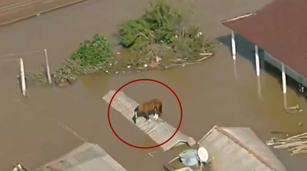 caballo-atrapado-techo-por-inundaciones-brasil