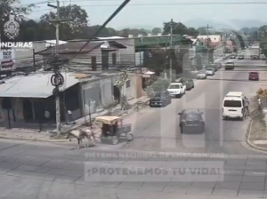 Camión atropelló a un caballo que jalaba una carreta (VIDEO) 
