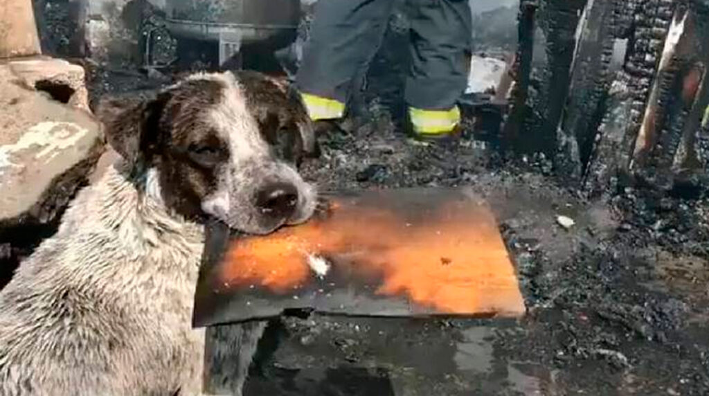 perro-llora-desconsoladamente-al-ver-casa-hecha-cenizas-tras-incendio